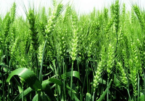 國家糧食收購政策調(diào)整下，小麥種植的策略與應(yīng)對