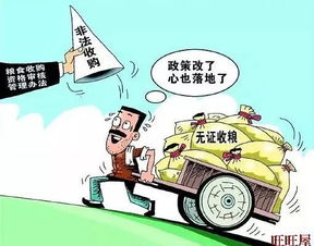 糧食收購 筑牢糧食安全的第一道防線