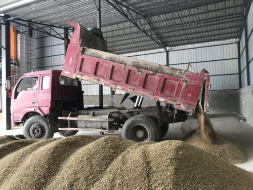 綿陽梓潼 精心組織夏糧收購入庫，全力筑牢國家糧食安全基石